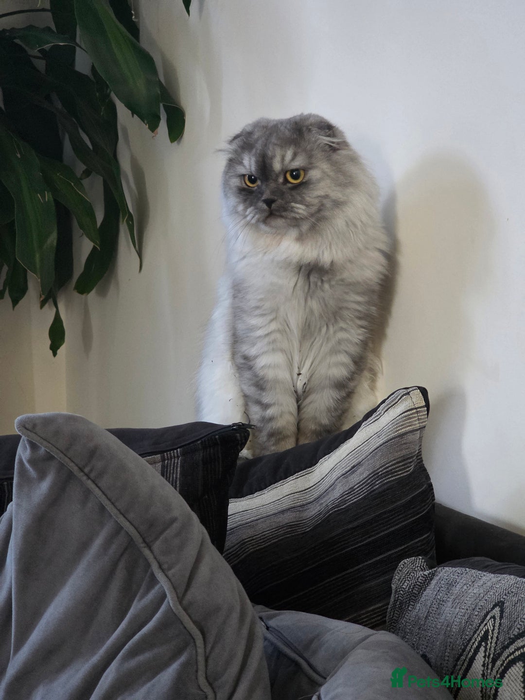 Scottish Fold cats for sale: Scottish-fold/straight ears kittens grey colour - Image 25