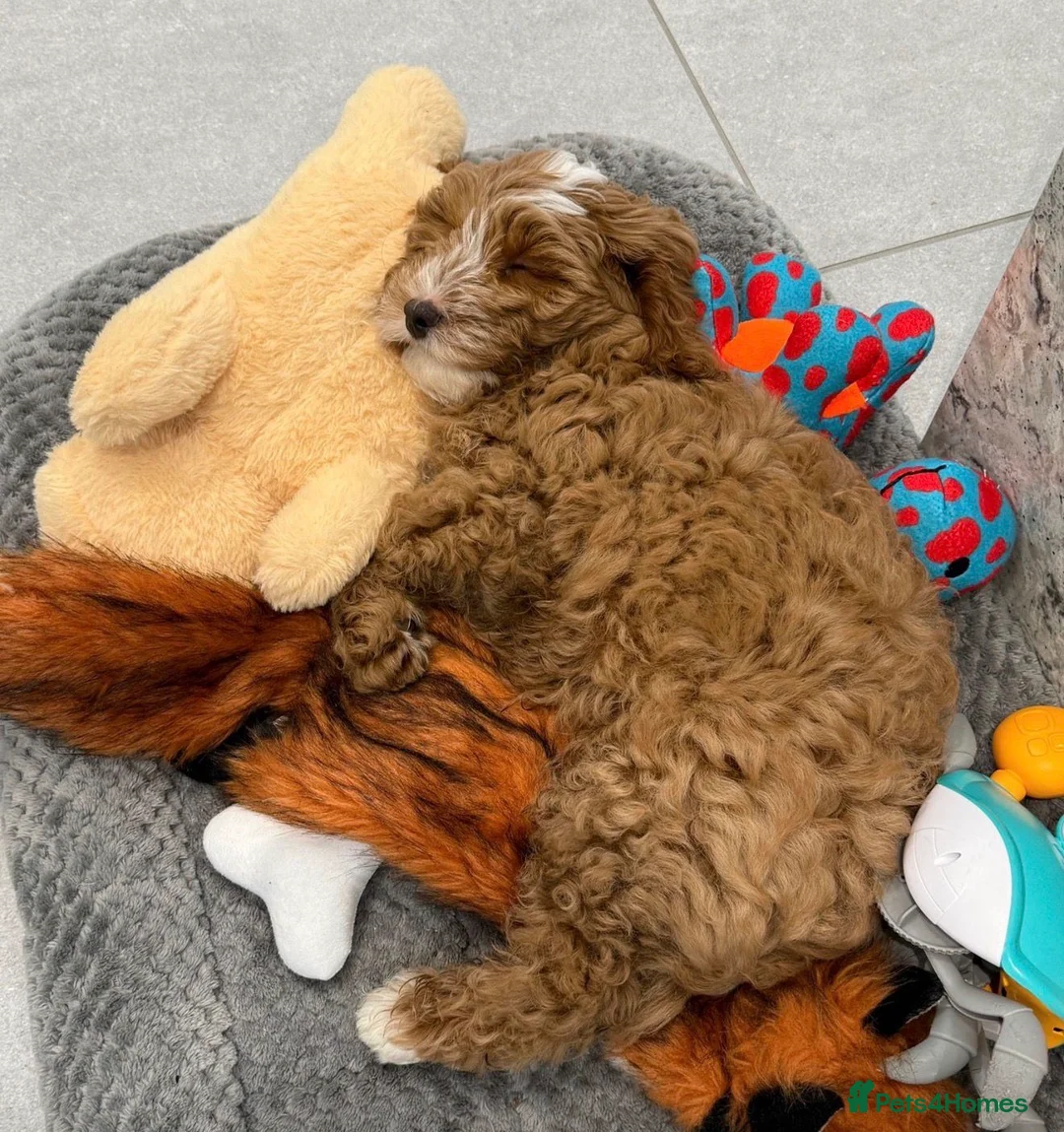 Miniature Poodle dogs for stud: Vinnie minature poodle Stud-choco health tested - Advert 9