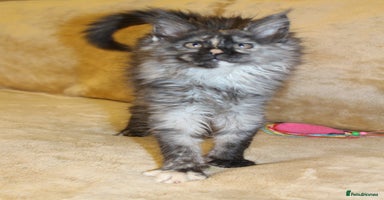 Maine Coon cats Beautiful GCCF registerd Maine Coon Girls - Advert 4