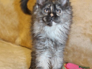 Maine Coon cats Beautiful GCCF registerd Maine Coon Girls - Advert 5