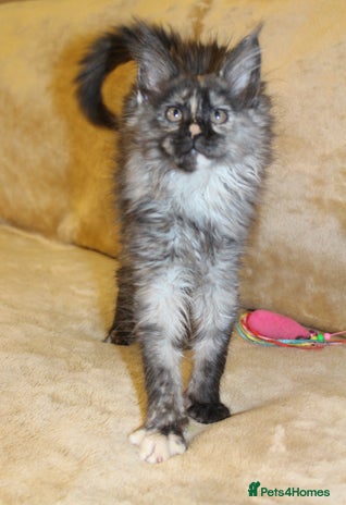 Maine Coon cats Beautiful GCCF registerd Maine Coon Girls - Advert 3