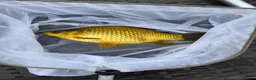Goldfish fish for sale: Large mix of gold fish  - Advert 3