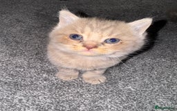 Brazilian Shorthair cats for sale: British shorthairs kittens - Image 19