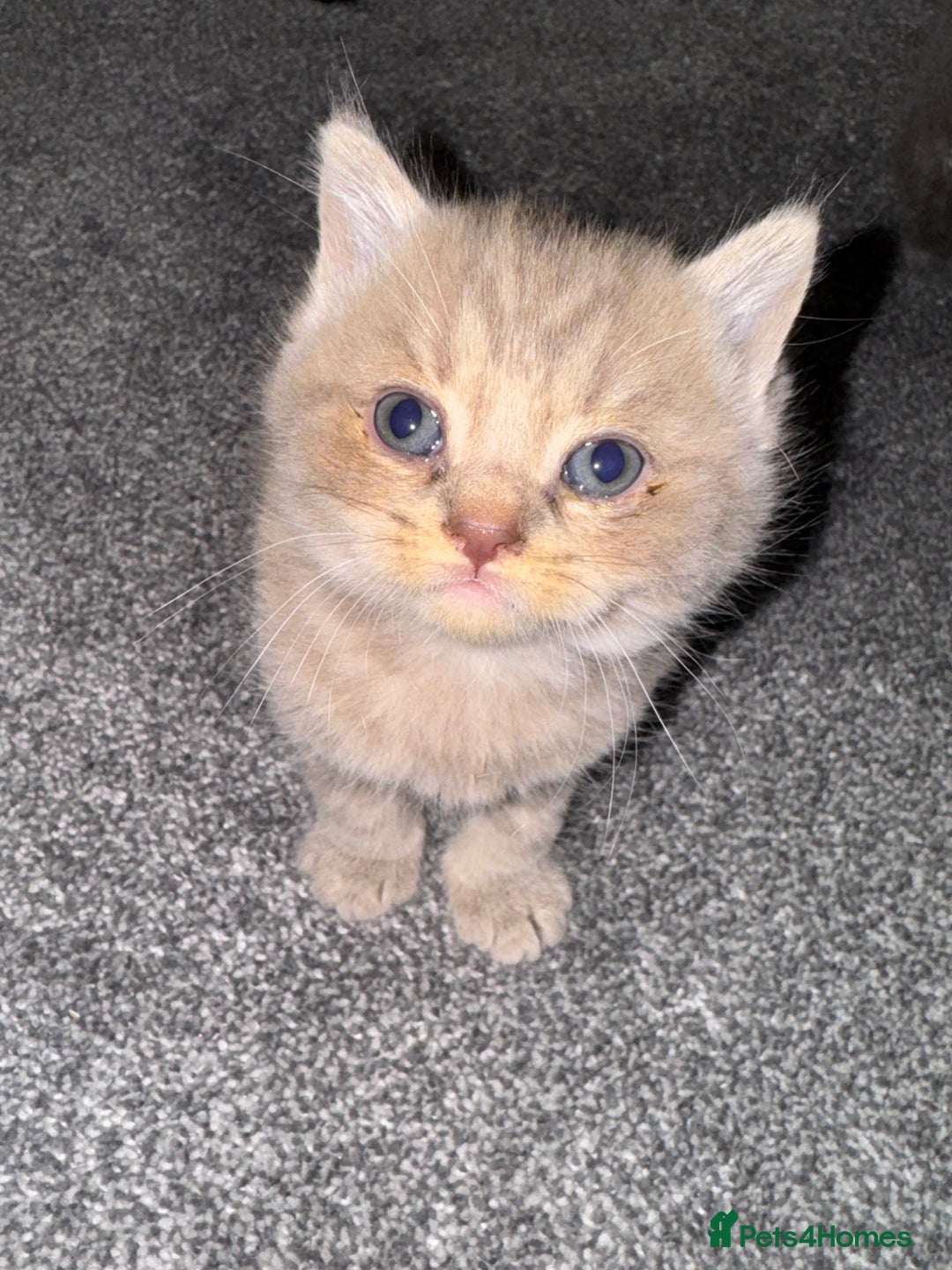 Brazilian Shorthair cats for sale: British shorthairs kittens - Image 19