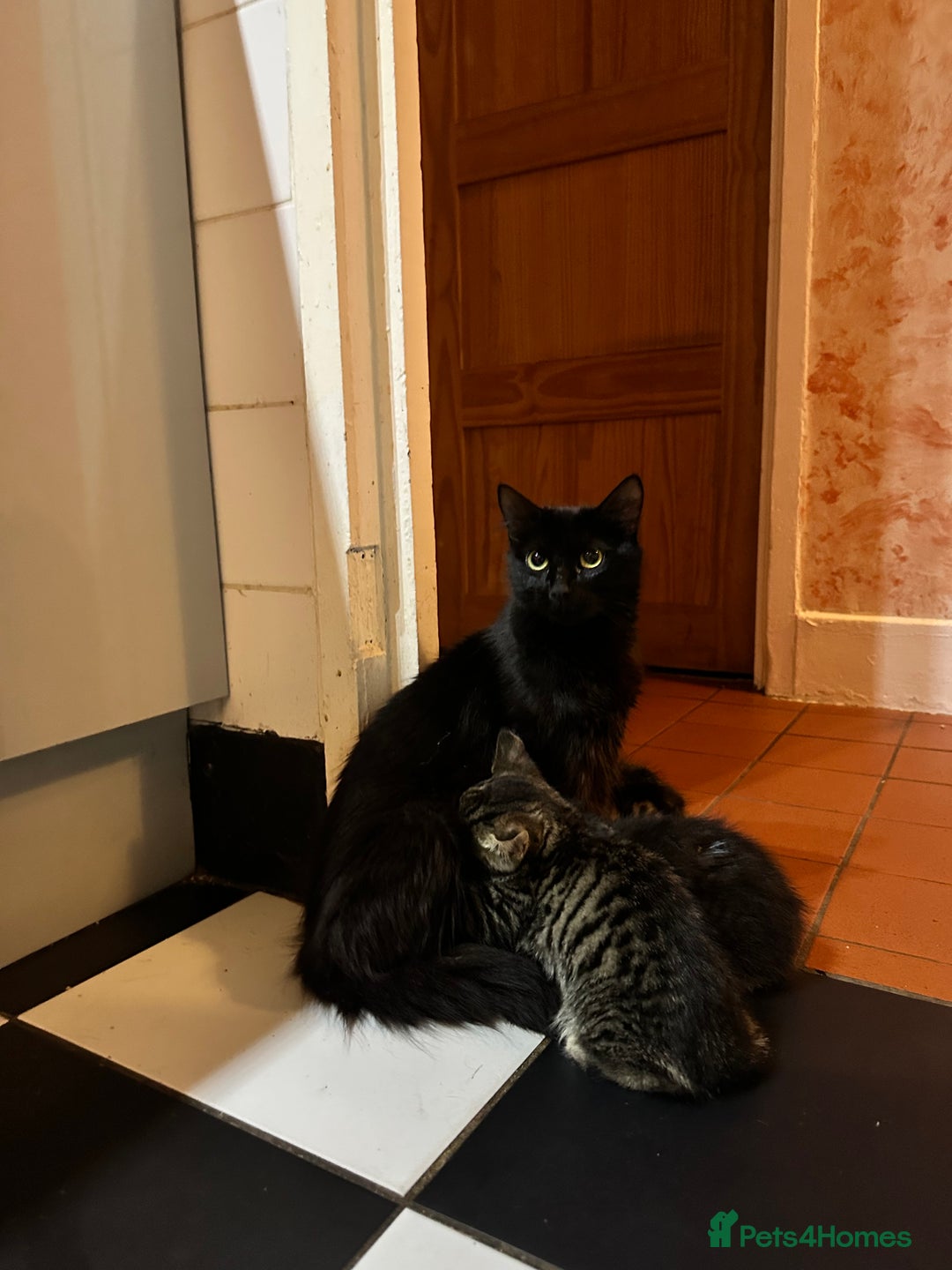 British Shorthair cats for sale: 3 Kittens - Advert 4