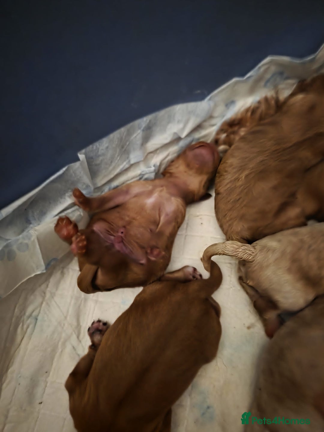 Cavapoo dogs for sale: Cavapoo puppies - Advert 7