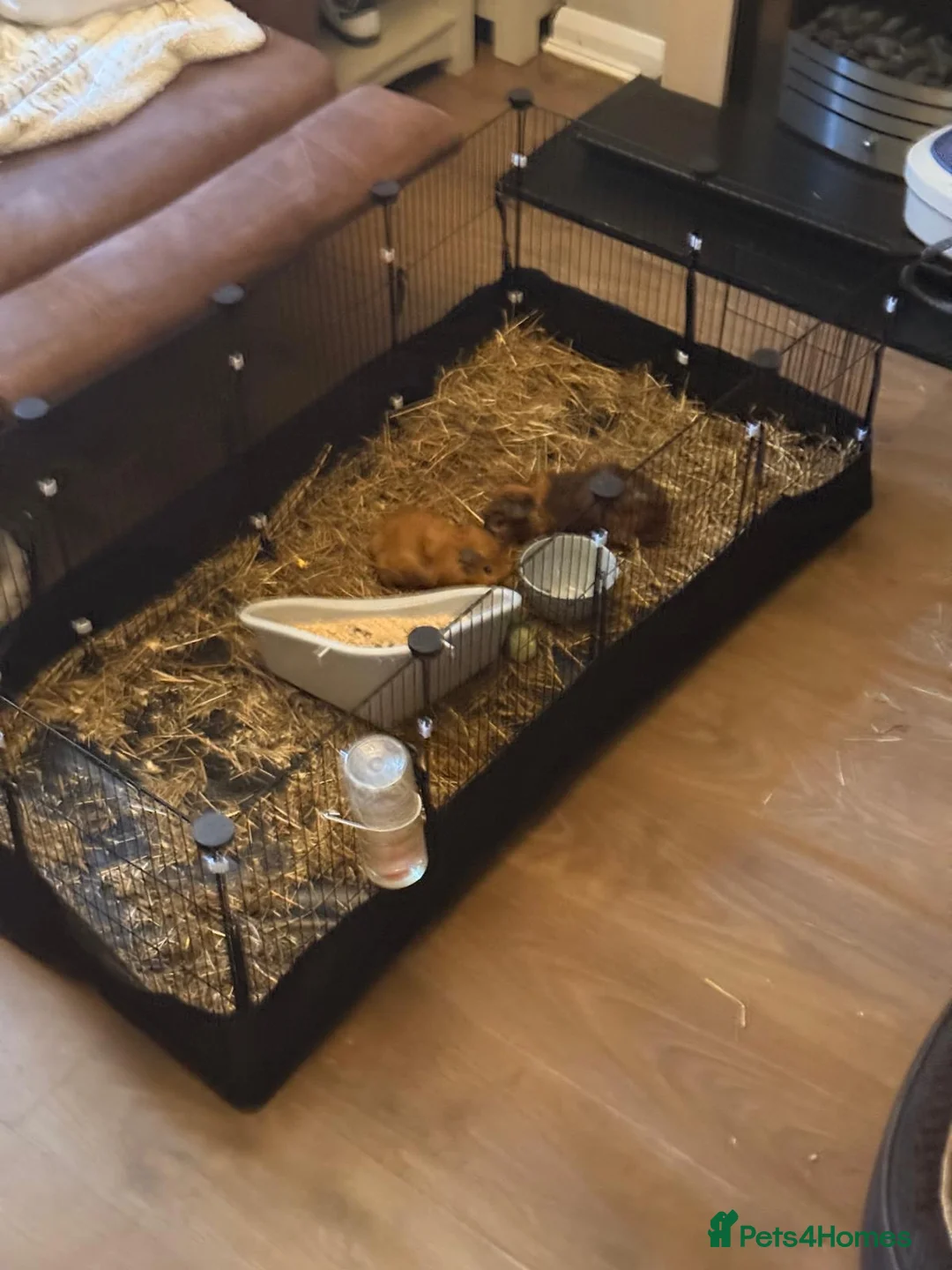 Guinea Pig rodents for sale: Young Guinea pigs well bonded boys  - Advert 4