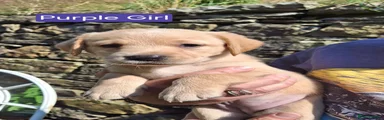 Purple Girl
