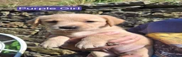 Goldador dogs for sale: Beautiful Goldador Puppies for Sale - Advert 5