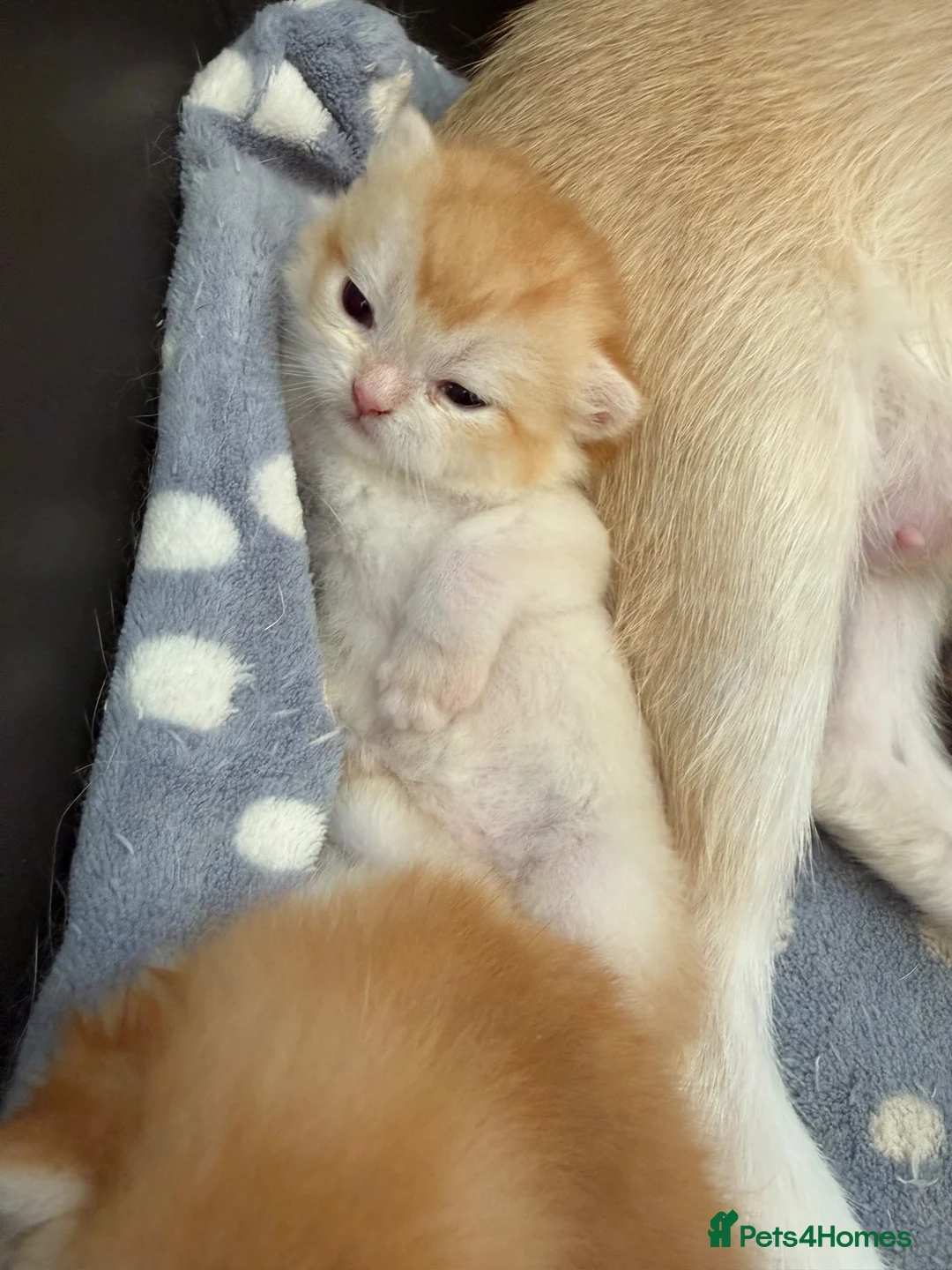 British Shorthair cats for sale: GCCF reg BSH Chocolate and Black Golden Kittens - Advert 7