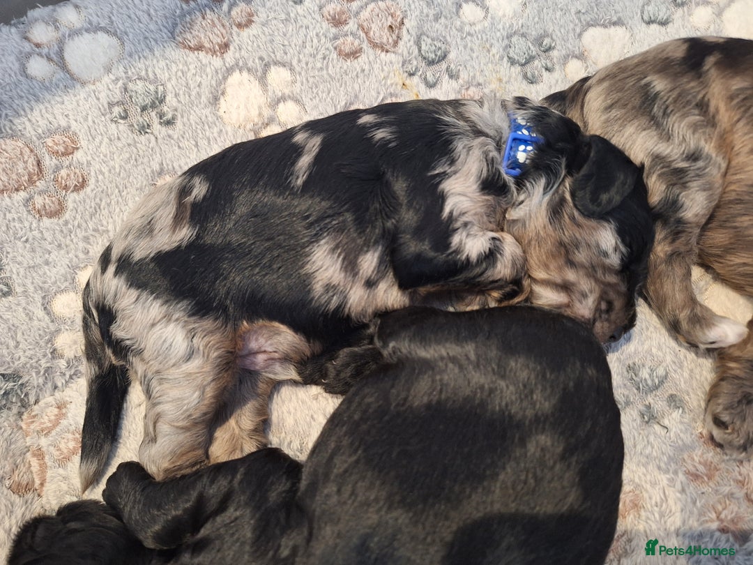 Sproodle dogs for sale: Sproodle Merle puppies  - Image 3