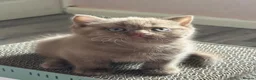 British Shorthair cats for sale: Champion British shorthair kittens very rare  - Advert 17