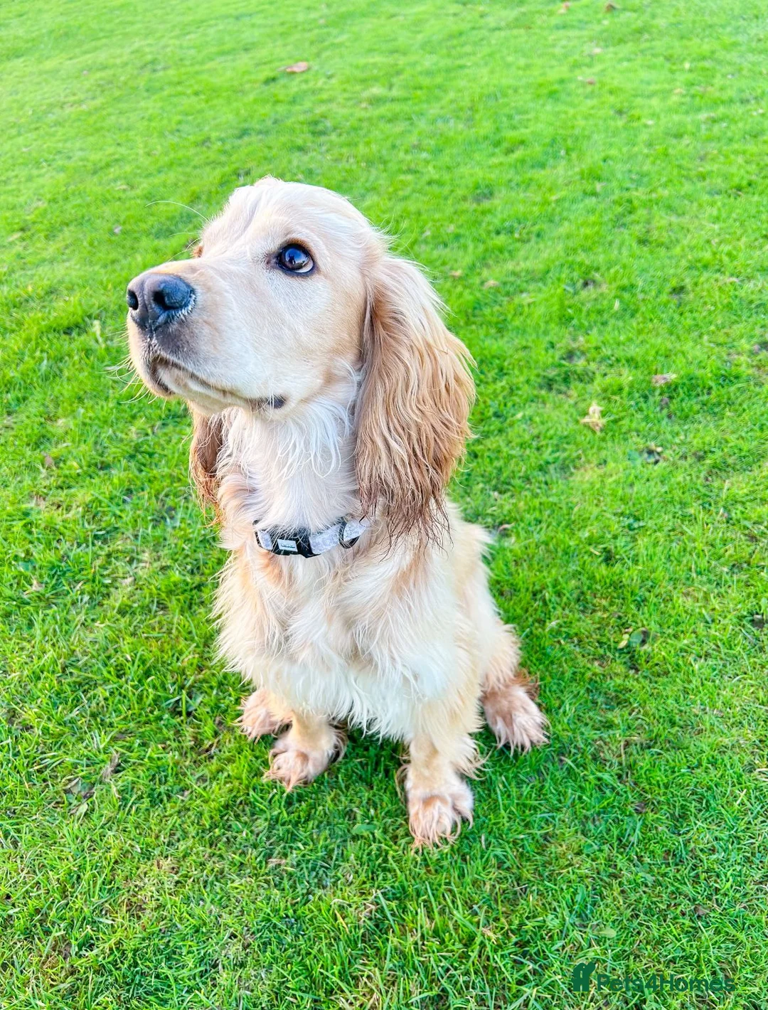 Cocker Spaniel dogs for sale: PRE ADVERT- Show Type Cocker Spaniel Puppies - Advert 3