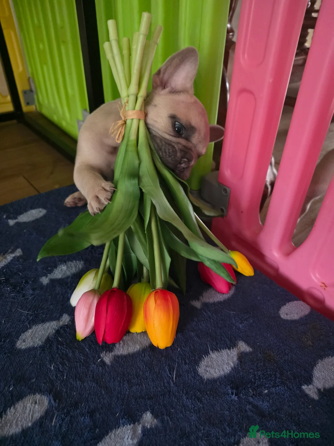 French Bulldog dogs for sale: Beautiful Blue French bulldog  - Advert 10