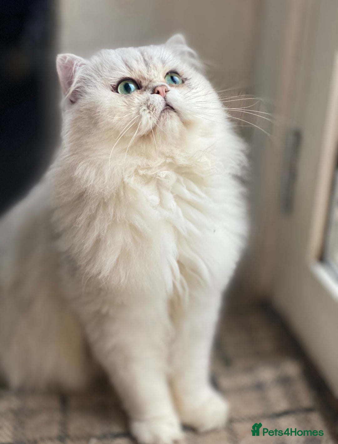Persian cats for stud: Persian  Chinchilla Stud PROVEN in Gerrards Cross - Image 1
