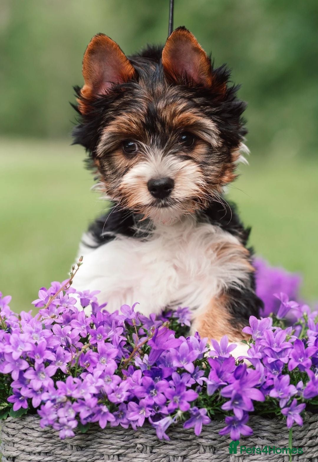 Yorkshire Terrier dogs Purebred 4 Generation Puppies - Advert 1