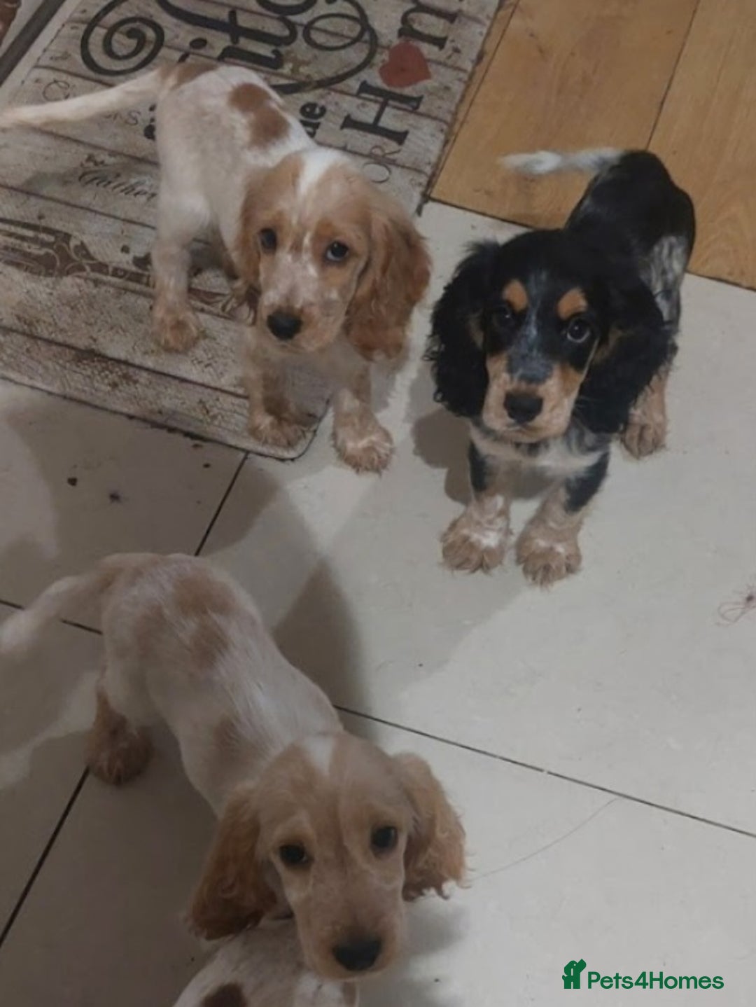 Cocker Spaniel dogs for sale: Show Type Cocker Spaniels - Advert 10