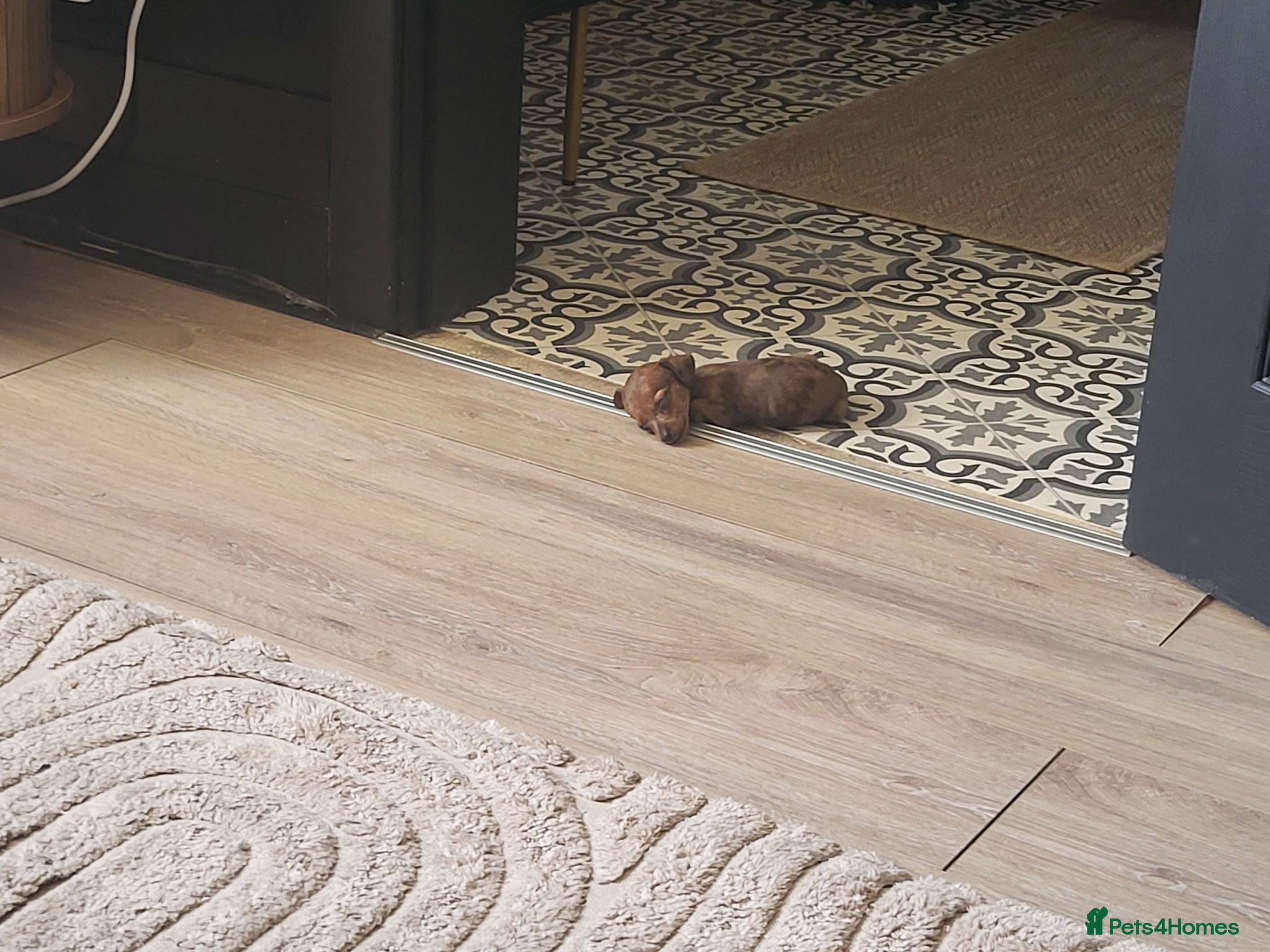 Miniature Dachshund dogs Absolutely gorgeous mini mini sausage dog  - Advert 2