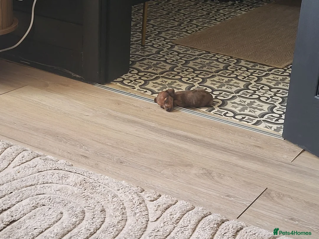 Miniature Dachshund dogs for sale: Absolutely gorgeous mini mini sausage dog  - Advert 1
