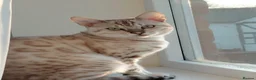 Bengal cats for sale: Mr odin - Advert 1