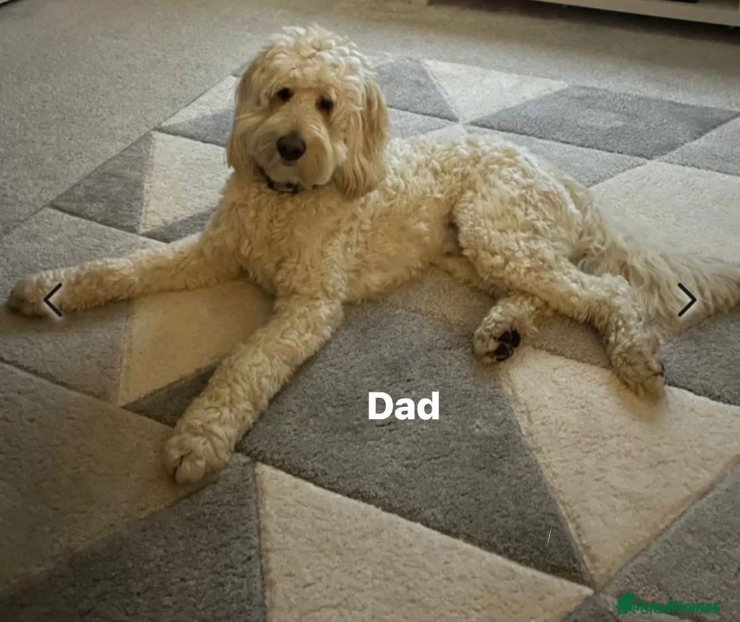 Mixed Breed dogs for sale: Stunning Labradoodles  - Image 10
