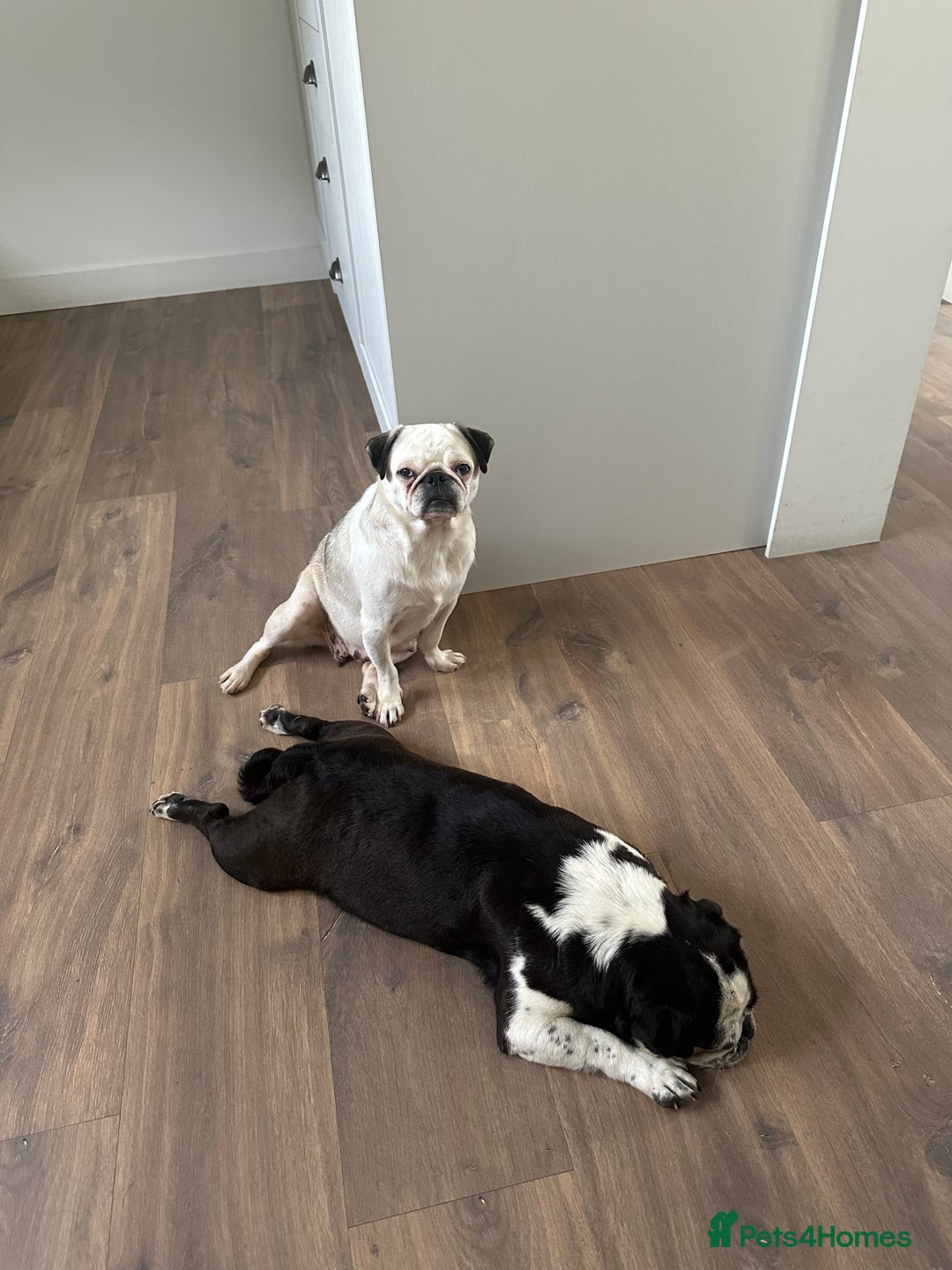 Pug dogs for sale: KC REGISTERED FEMALE PANDA PUG FOR SALE - Advert 5