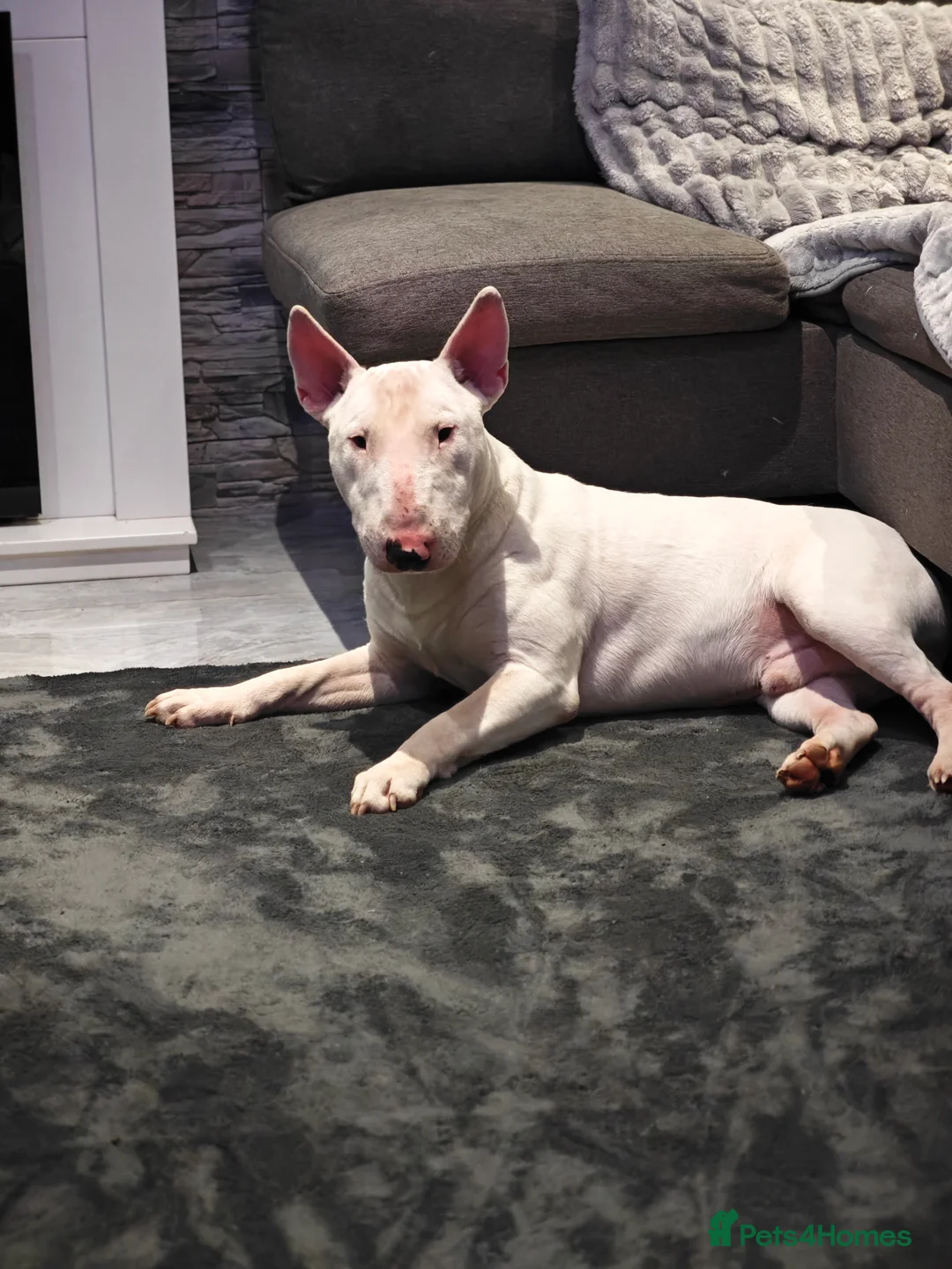 English Bull Terrier dogs for sale: English Bull Terrier  - Advert 1