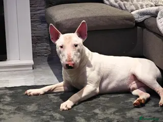 English Bull Terrier dogs English Bull Terrier - Advert 4