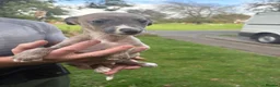 Whippet dogs for sale: Exceptional litter of KC whippets - Advert 24
