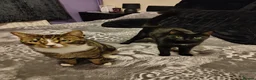 Mixed Breed cats for sale: Loving Boy - Advert 1