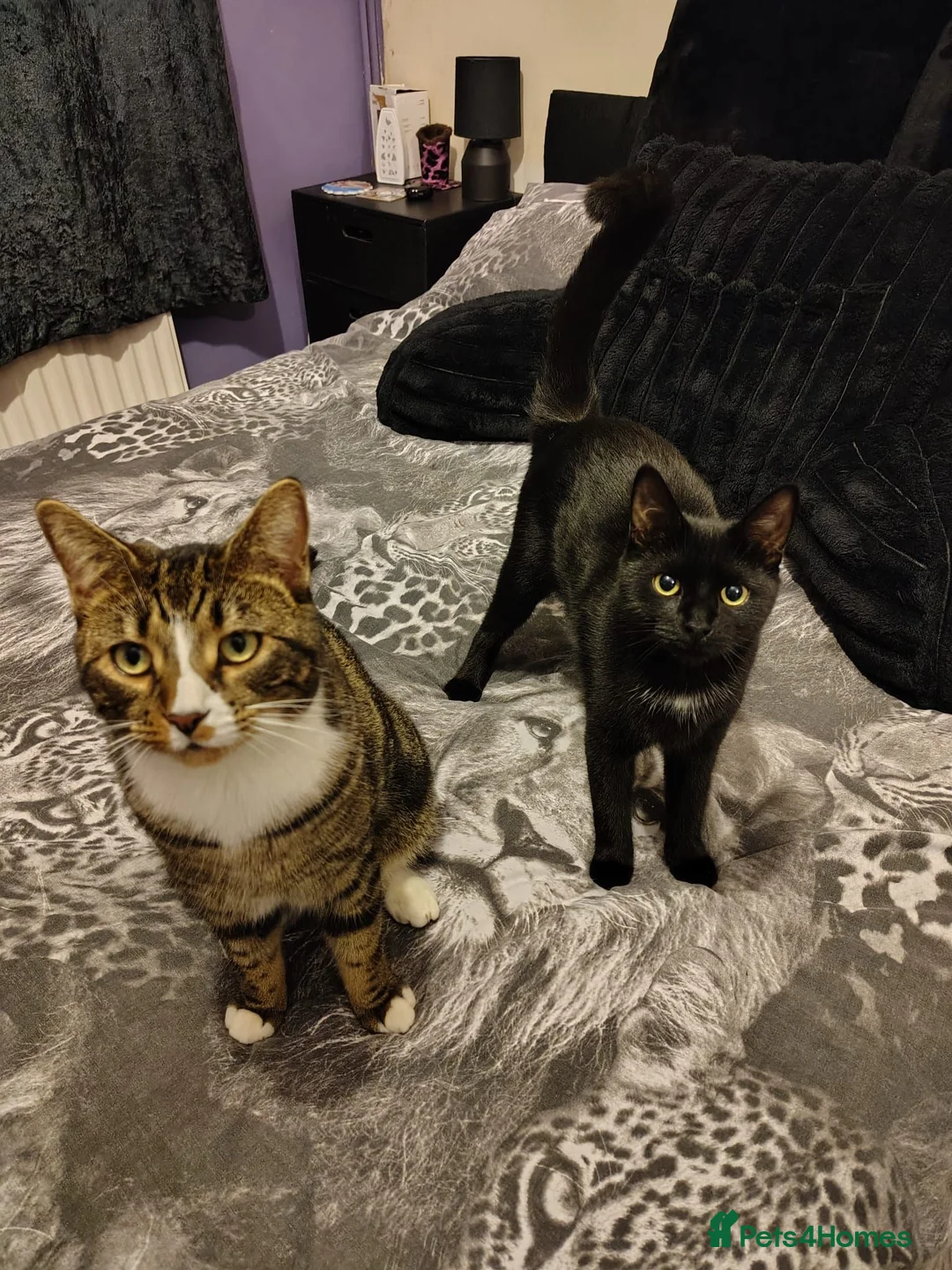 Mixed Breed cats for sale: Loving Boy - Advert 1