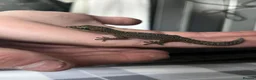 Gecko reptiles for sale: velvet gecko  in Chatteris - Advert 2