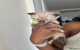 Ragdoll cats for sale: Chocolate point Ragdoll kittens🐈🧡💛💚 - Image 6