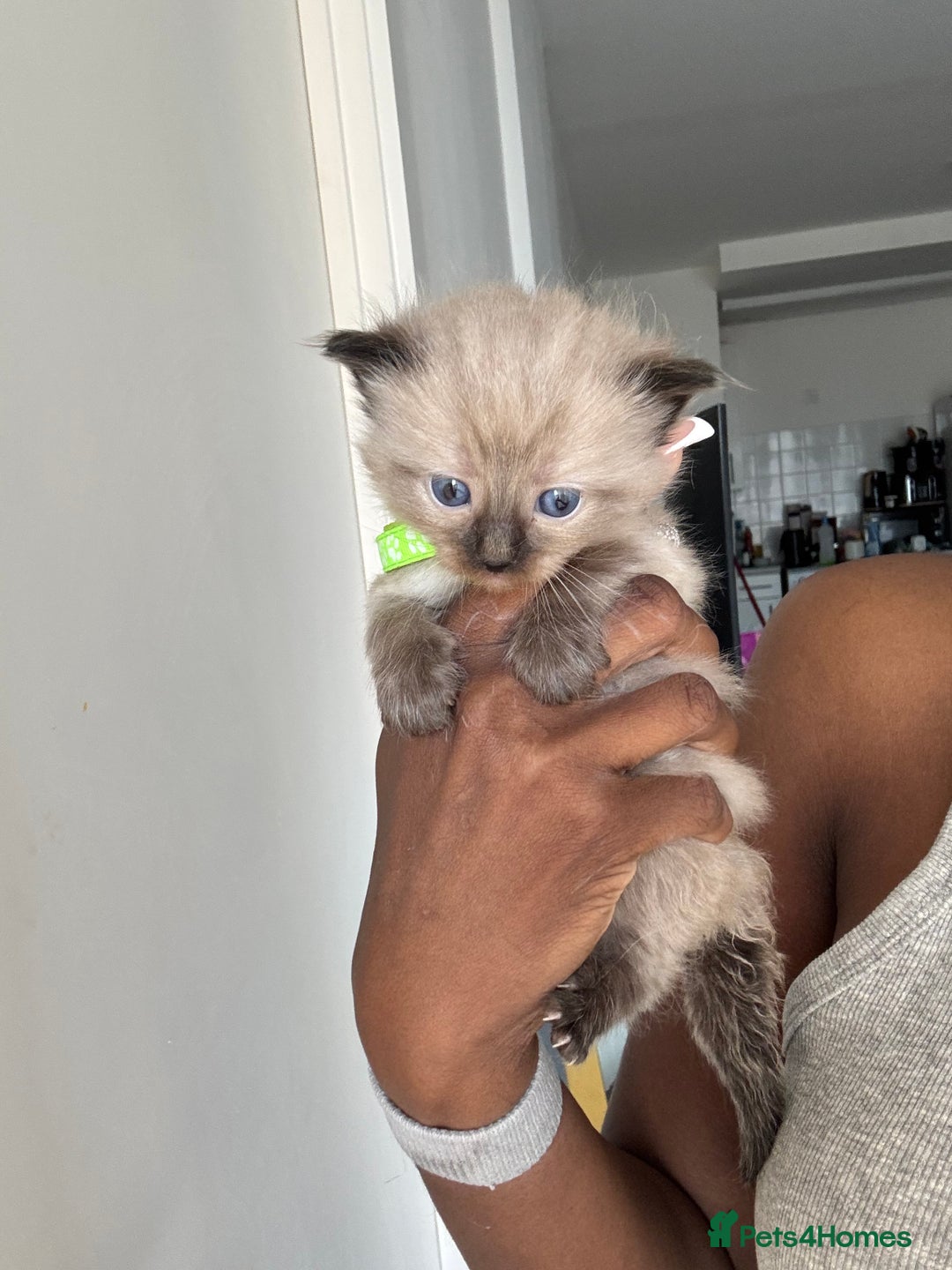Ragdoll cats for sale: Chocolate point Ragdoll kittens🐈🧡💛💚 - Image 6