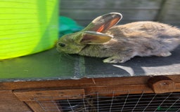 Mini Lion Lop rabbits for sale: Mixed breeds of rabbits - Image 9