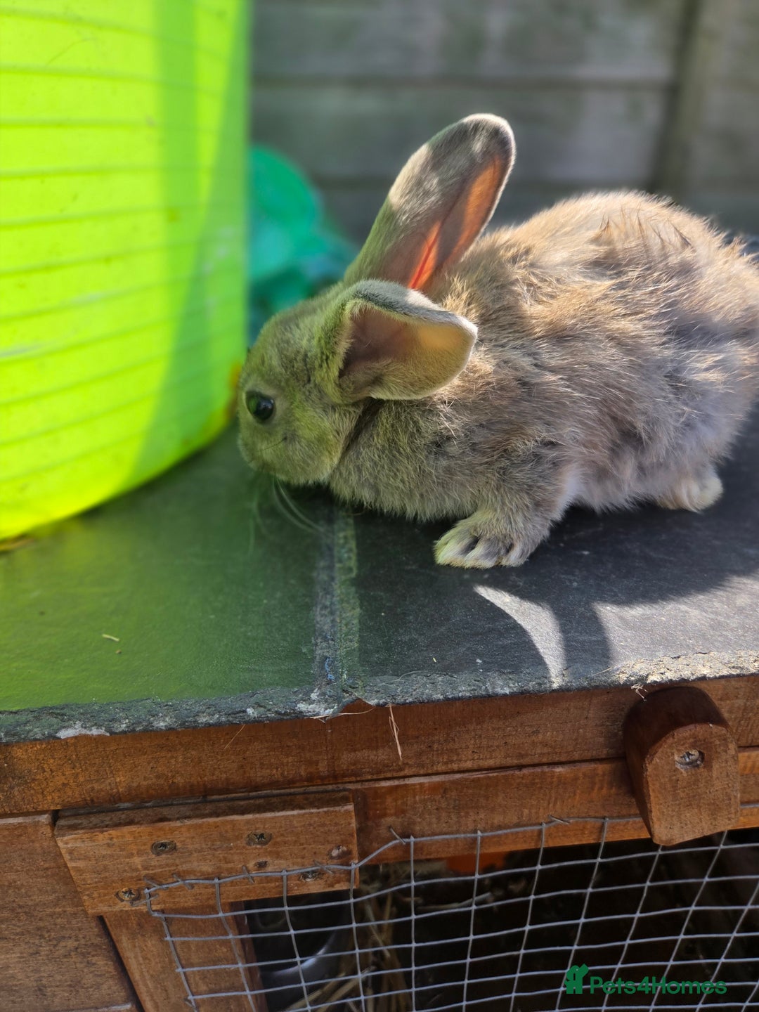 Mini Lion Lop rabbits for sale: Mixed breeds of rabbits - Image 9