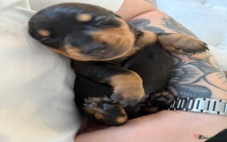 Miniature Dachshund dogs for sale: Two beautiful mini dash’s  - Image 17