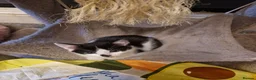 Mixed Breed cats for sale: Playful kittens looking for their furrever homes - Advert 9