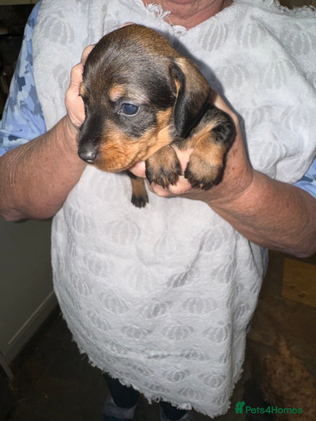 Miniature Dachshund dogs for sale: Adorable Miniature Wired haired Dachshund puppies - Advert 7