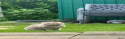 Scottish Fold cats for sale: 🐾 Stunning Golden ScottishFold&Straight Kittens🐾 in Southampton - Advert 7