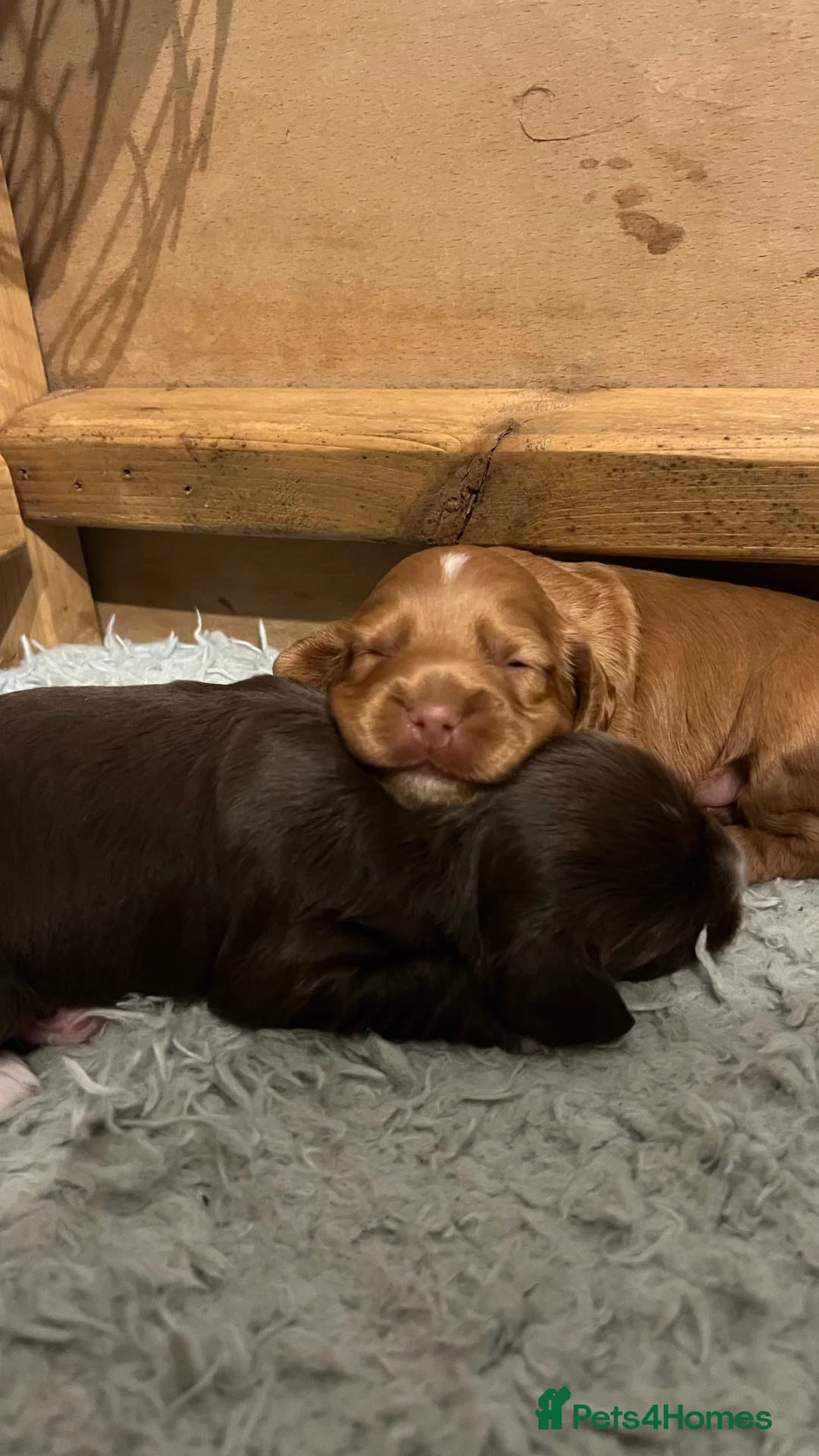 Cocker Spaniel dogs for sale: Well Bred working cocker spaniel bitches  - Advert 4