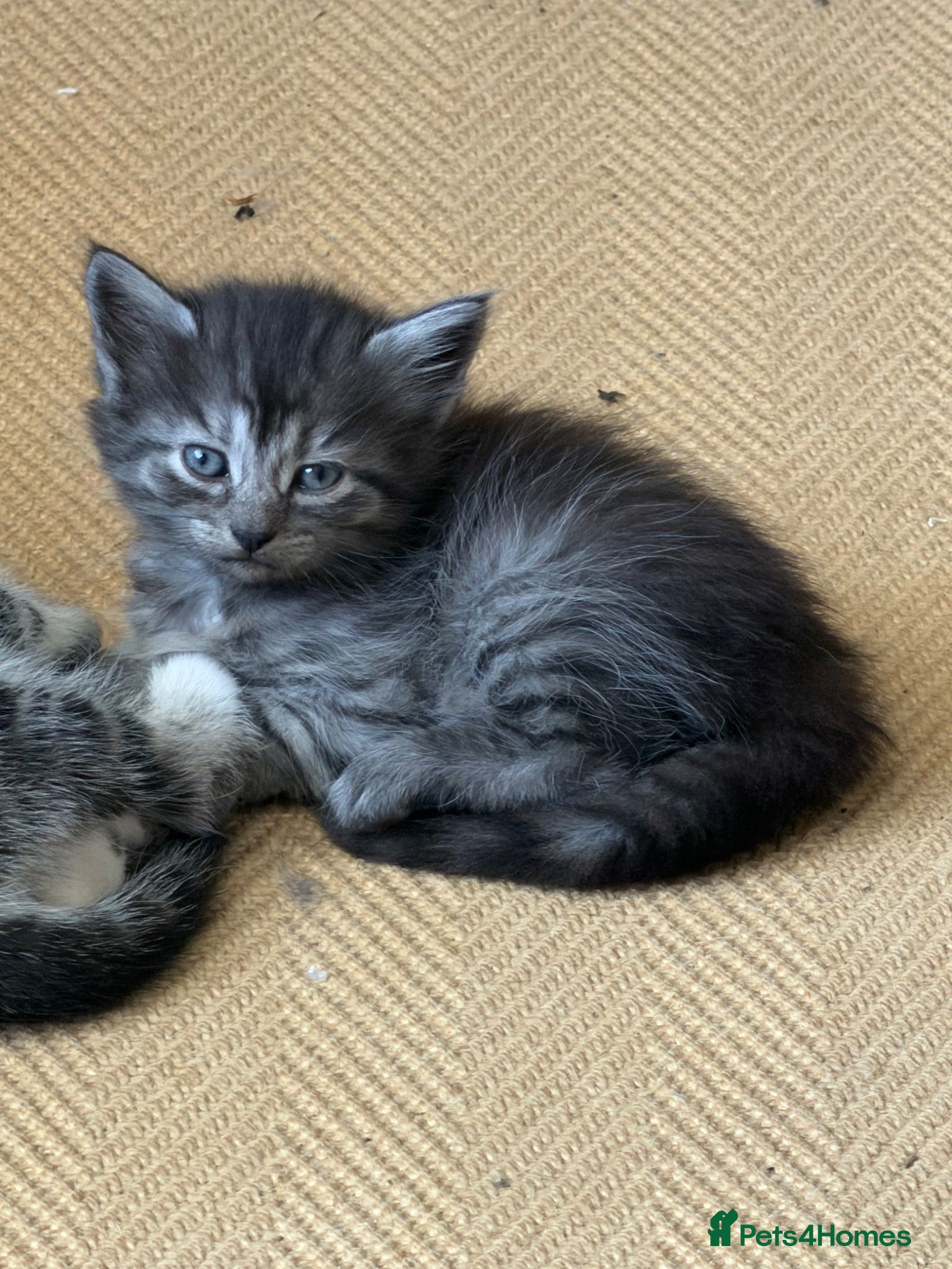 Mixed Breed cats Gorgeous Silver Tabby & Smokey Grey Kittens - Advert 14