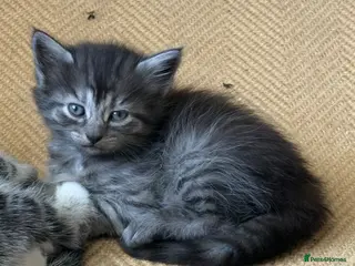 Mixed Breed cats Gorgeous Silver Tabby & Smokey Grey Kittens - Advert 14