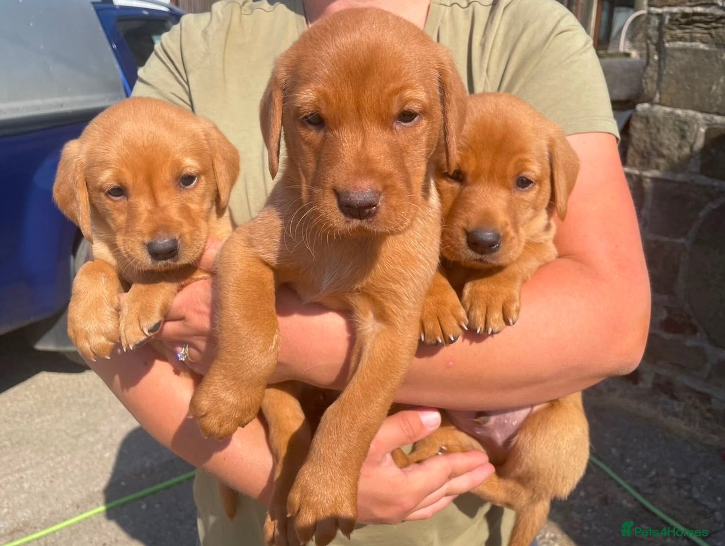 Labrador Retriever dogs Fox Red lab puppies  - Advert 18