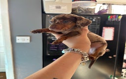 Miniature Dachshund dogs for sale: Beautiful miniature dachshunds  - Image 10