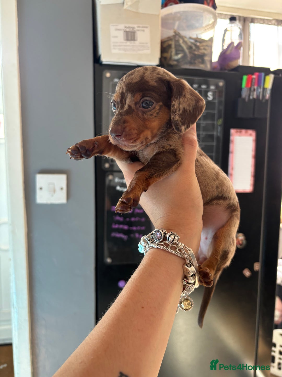 Miniature Dachshund dogs for sale: Beautiful miniature dachshunds  - Image 10