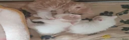 Mixed Breed cats for sale: 3 Gorgeous Little Fluffy Boys - Advert 5