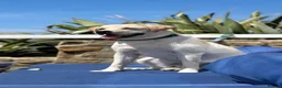 Labrador Retriever dogs for sale: KC Registered Labrador Retriever - Chance in Brighton - Advert 1