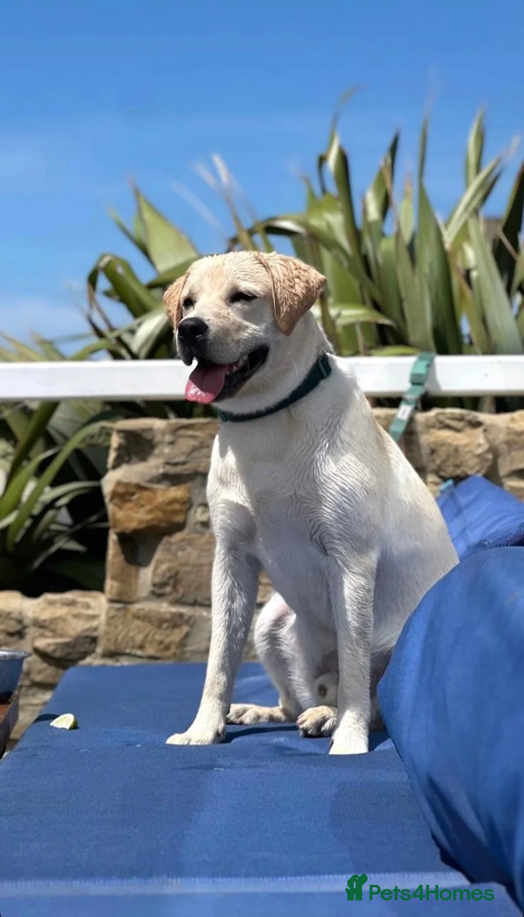 Labrador Retriever dogs for sale: KC Registered Labrador Retriever - Chance in Brighton - Advert 1