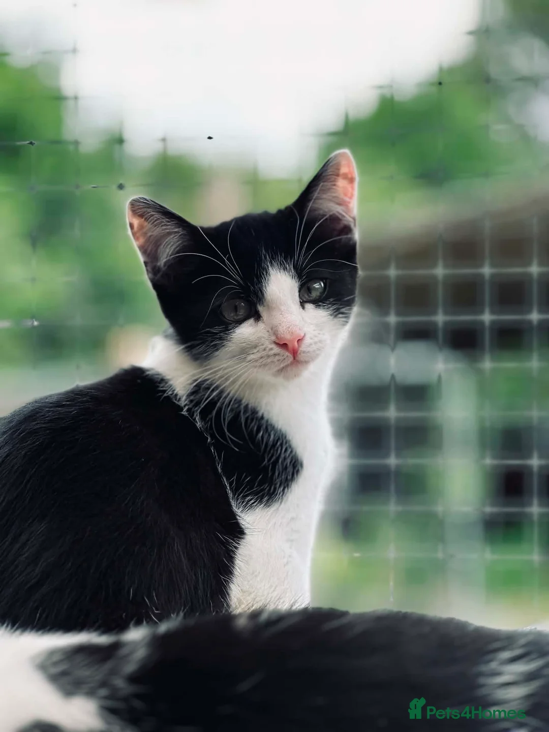 Mixed Breed cats for sale: Lovely kittens looking for their forever human - Advert 6